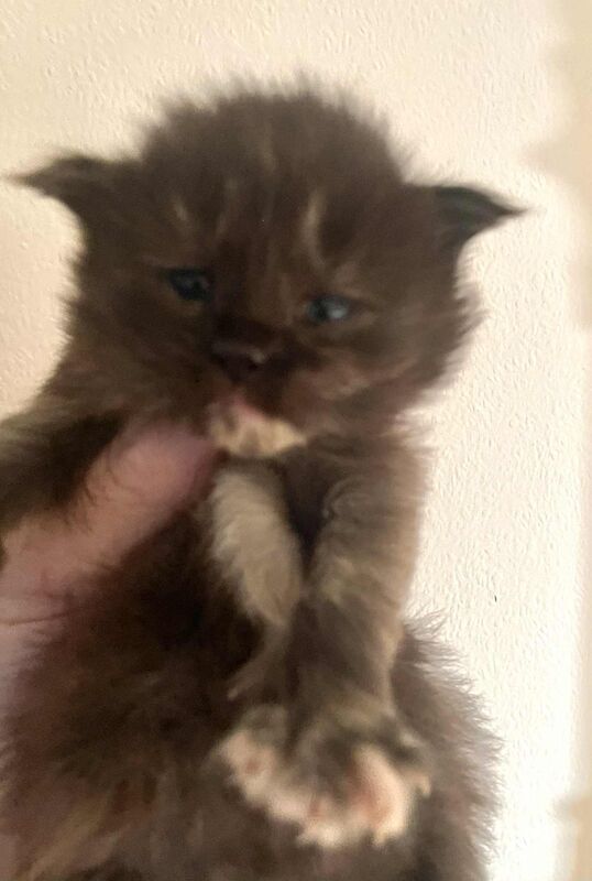 Maine Coon kittens for sale in Haltwhistle, Northumberland – 3 weeks old - Image 3 of 9