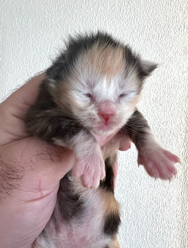 Maine Coon kittens for sale in Haltwhistle, Northumberland – 3 weeks old - Image 4 of 9