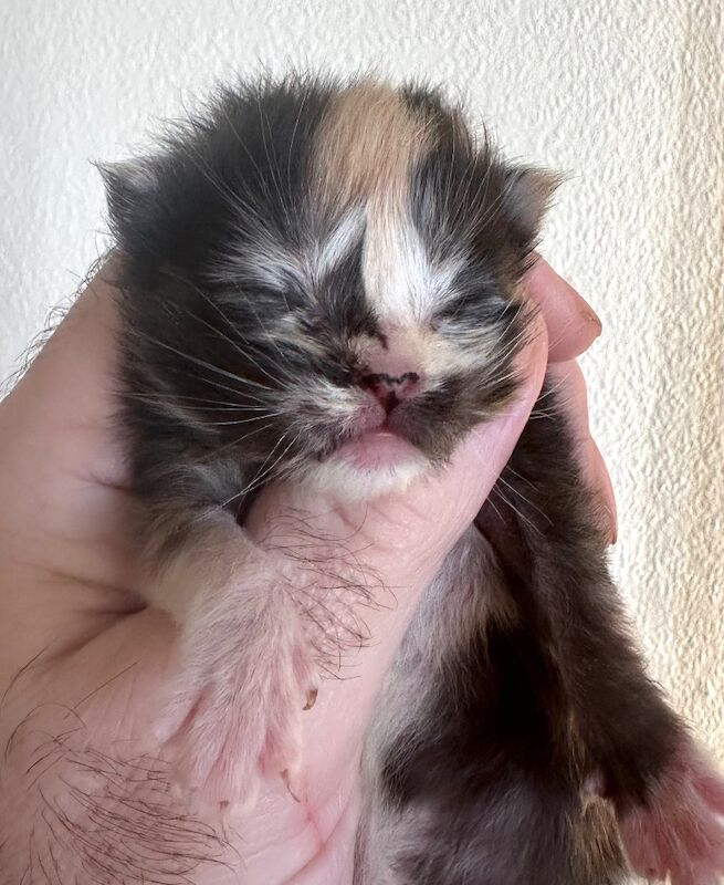 Maine Coon kittens for sale in Haltwhistle, Northumberland – 3 weeks old - Image 5 of 9