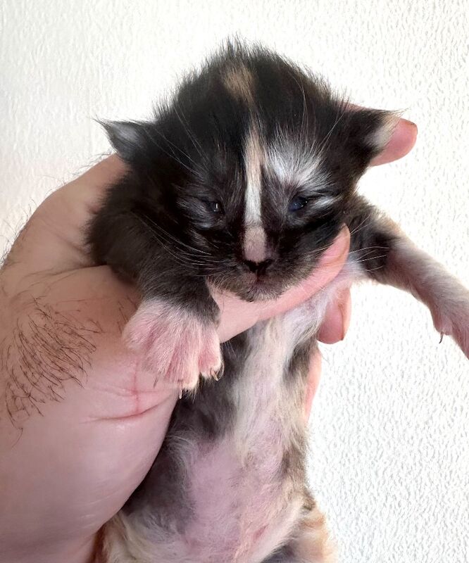 Maine Coon kittens for sale in Haltwhistle, Northumberland – 3 weeks old - Image 6 of 9