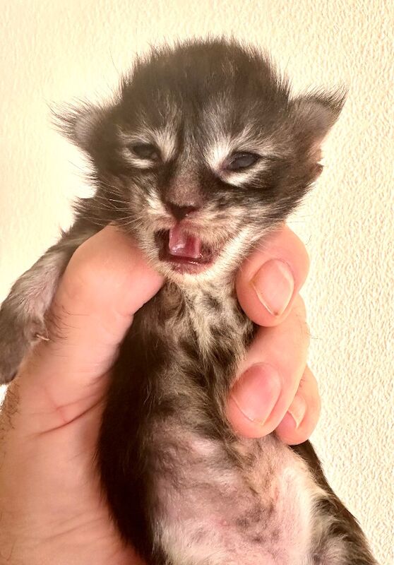 Maine Coon kittens for sale in Haltwhistle, Northumberland – 3 weeks old - Image 7 of 9