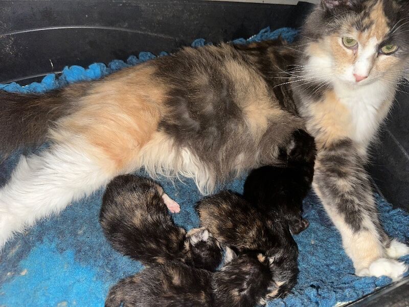Maine Coon kittens for sale in Haltwhistle, Northumberland – 3 weeks old - Image 8 of 9