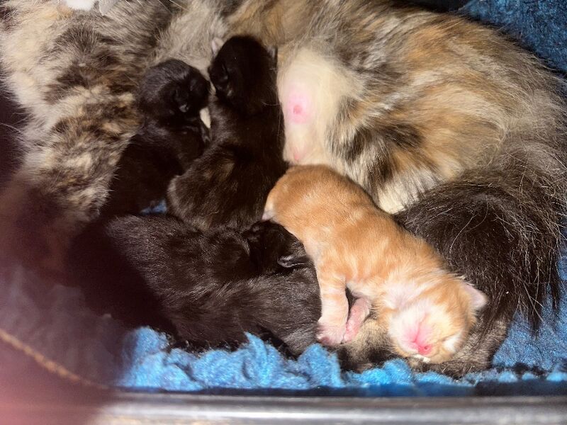Maine Coon kittens for sale in Haltwhistle, Northumberland – 3 weeks old - Image 9 of 9