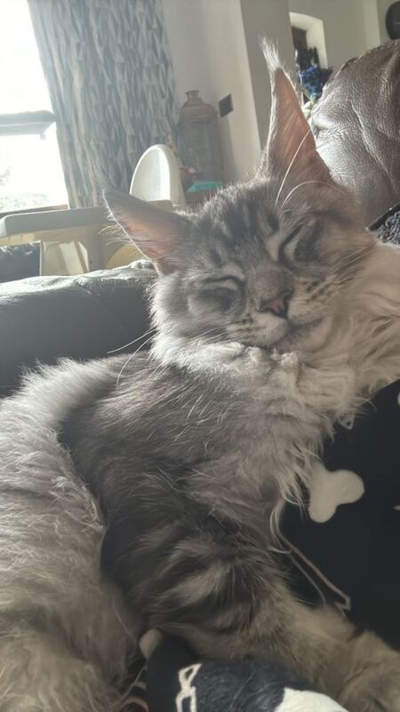 Maine Coon Kittens For Sale