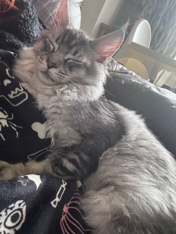 Maine Coon kittens for sale in Ashbourne, Derbyshire – 1 year old - Image 2 of 4