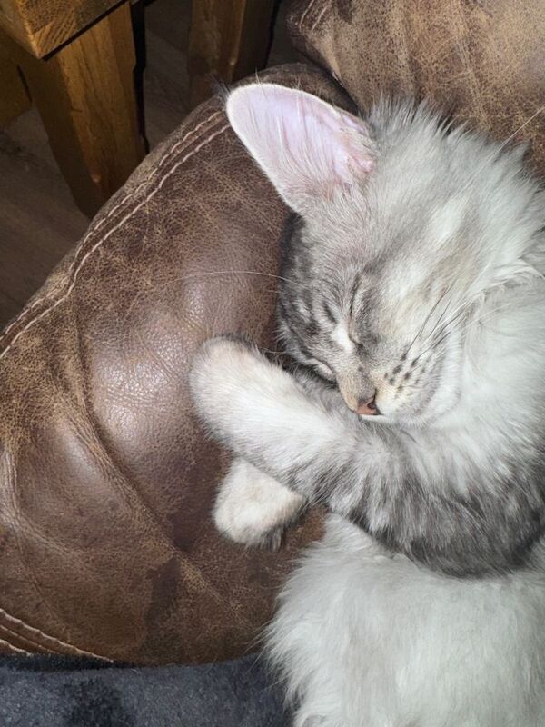 Maine Coon kittens for sale in Ashbourne, Derbyshire – 1 year old - Image 3 of 4