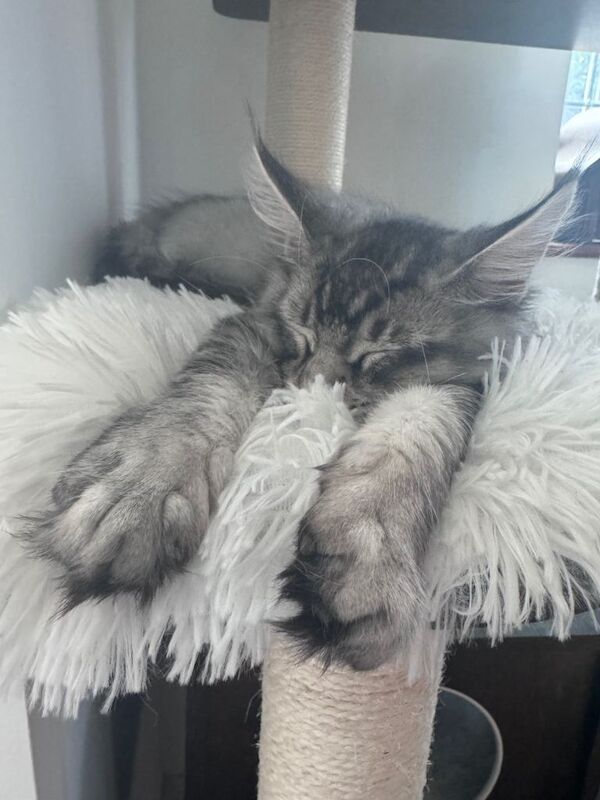 Maine Coon kittens for sale in Ashbourne, Derbyshire – 1 year old - Image 4 of 4