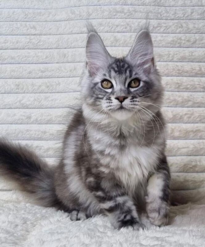 TICA registered Pedigree Maine coon kitten