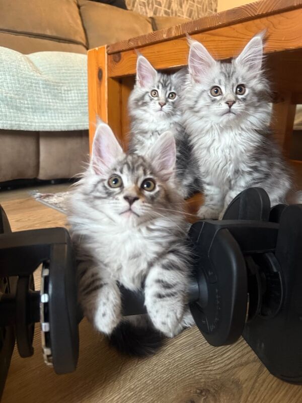 TICA registered pedigree Maine Coon kittens for sale in Beeston, Nottinghamshire