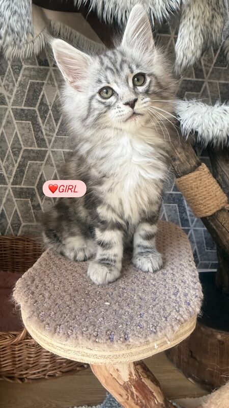 TICA registered pedigree Maine Coon kittens for sale in Beeston, Nottinghamshire | Image 2