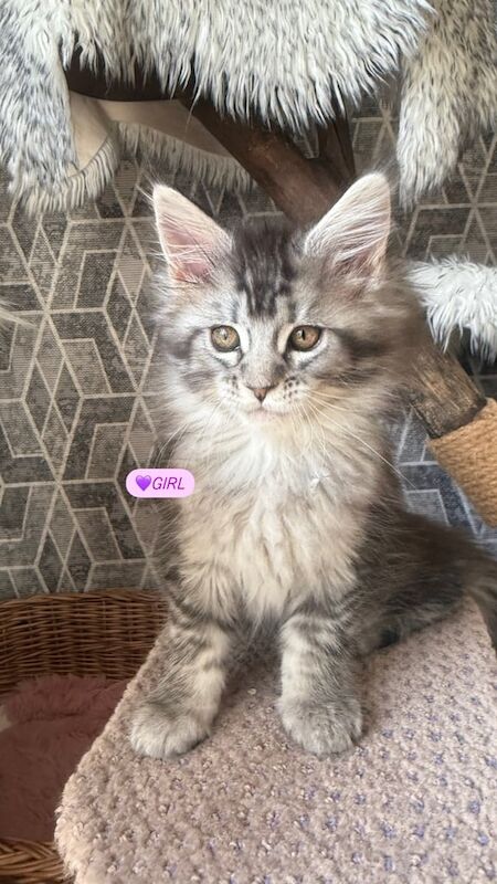 TICA registered pedigree Maine Coon kittens for sale in Beeston, Nottinghamshire | Image 3