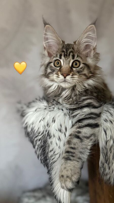 TICA Registered Maine Coon Kittens For Sale