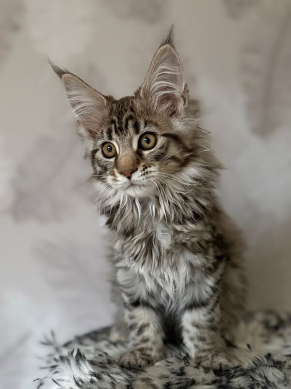 Maine Coon kittens for sale in Beeston, Nottinghamshire – 11 weeks old - Image 4 of 4