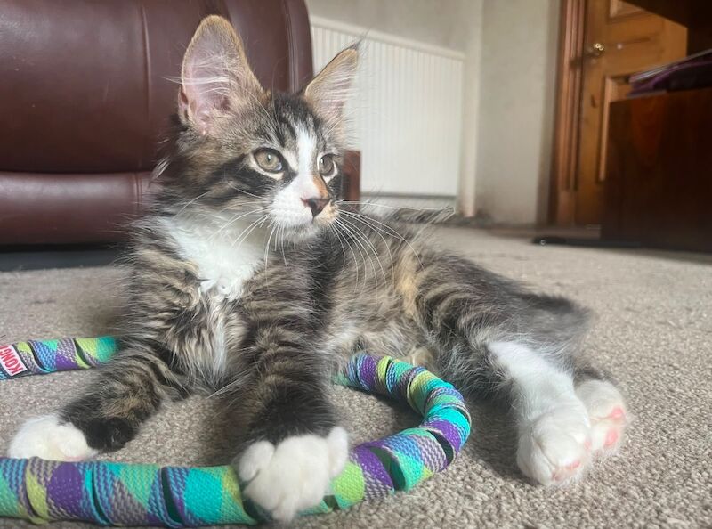 TICA Registered Maine Coon Kittens For Sale