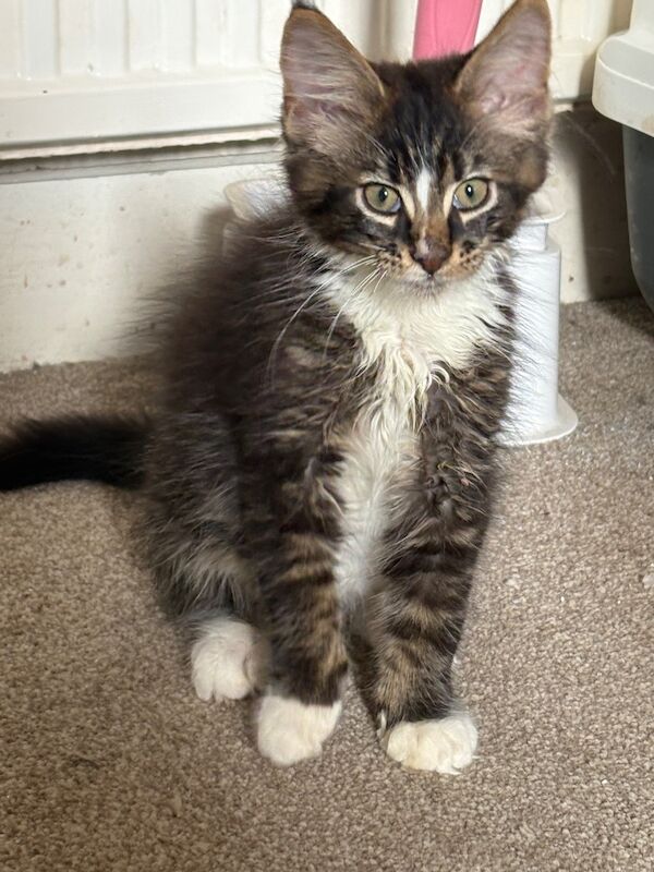 TICA registered pedigree Maine Coon kittens available now - Image 2 of 5
