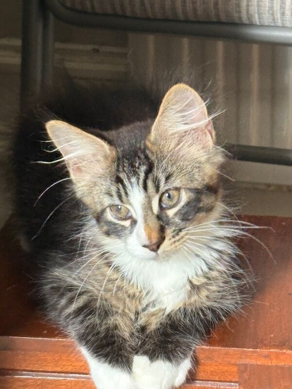 TICA registered pedigree Maine Coon kittens available now - Image 3 of 5