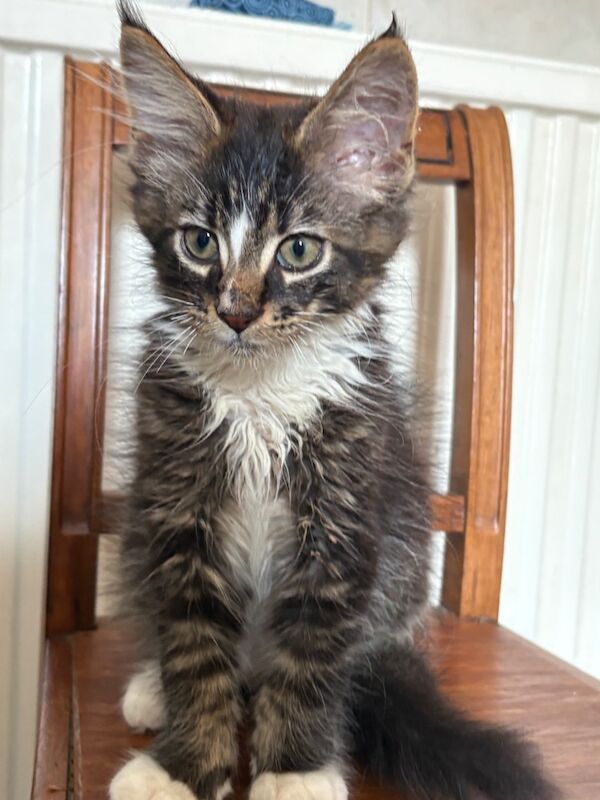 TICA registered pedigree Maine Coon kittens available now - Image 4 of 5