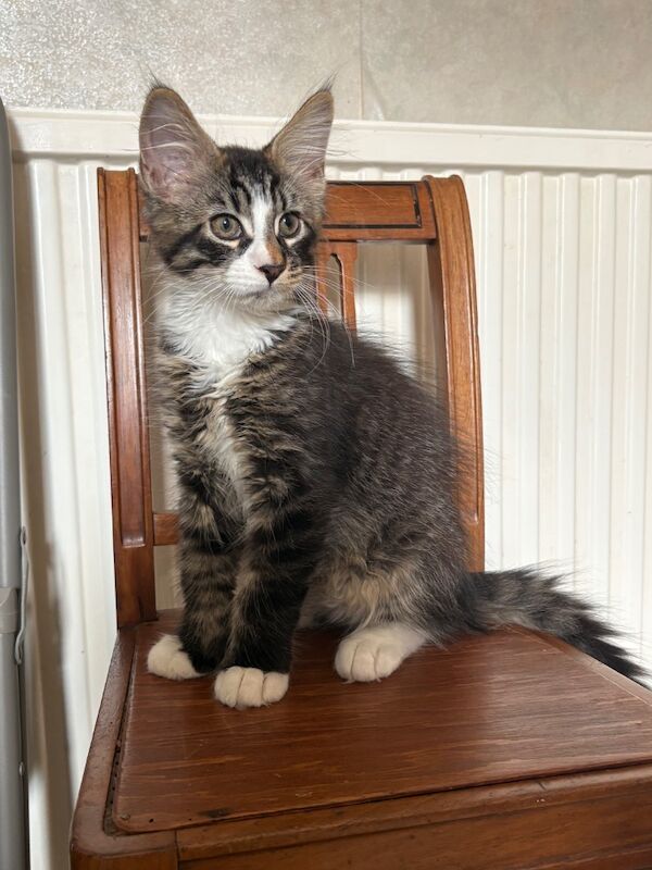 TICA registered pedigree Maine Coon kittens available now - Image 5 of 5