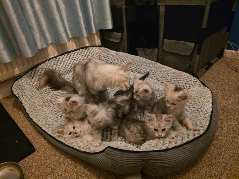 Maine Coon Kittens For Sale