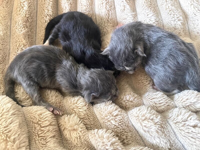 TICA Registered Maine Coon Kittens For Sale