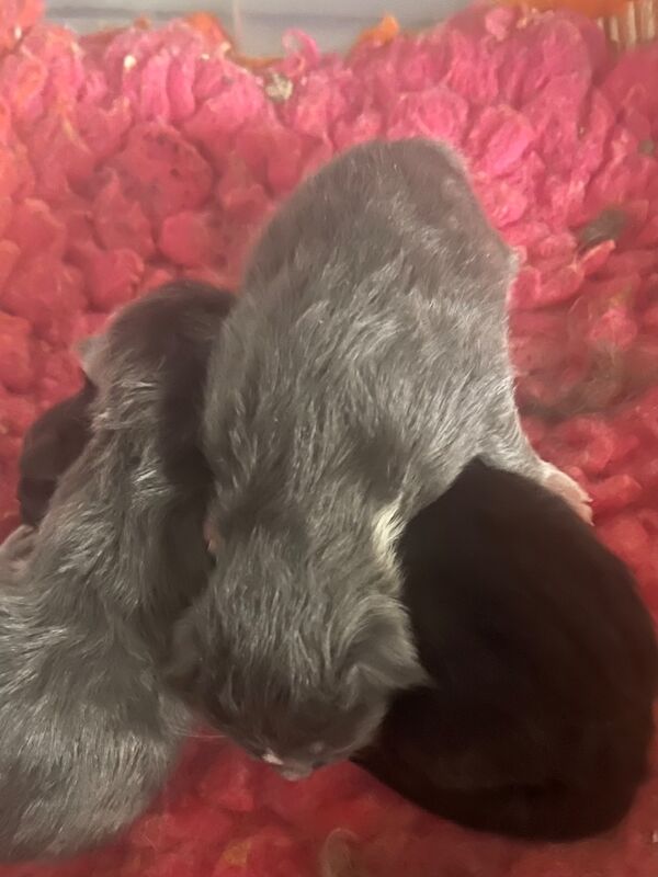 Tica Registered Polydactyl Maine Coons - Image 2 of 7