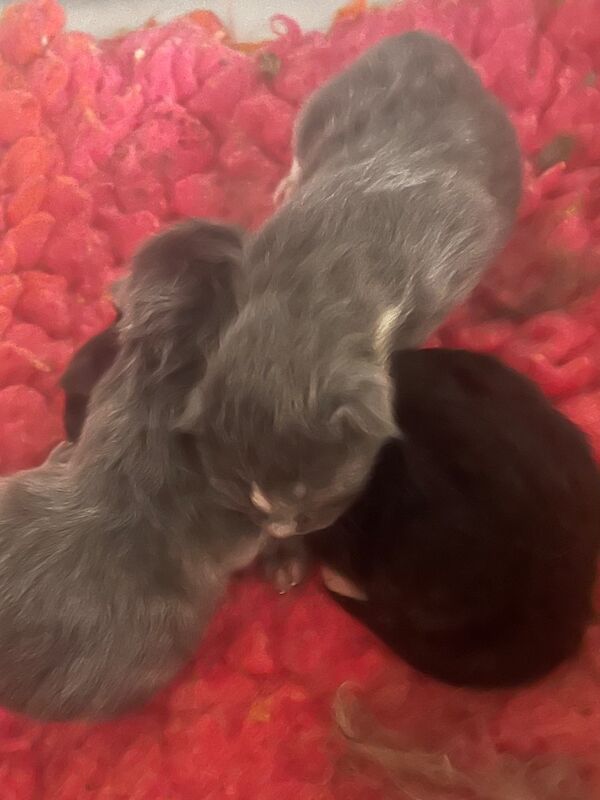 Tica Registered Polydactyl Maine Coons - Image 3 of 7