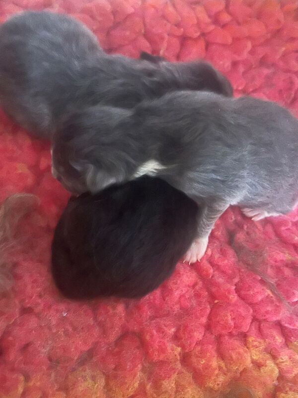 Tica Registered Polydactyl Maine Coons - Image 4 of 7