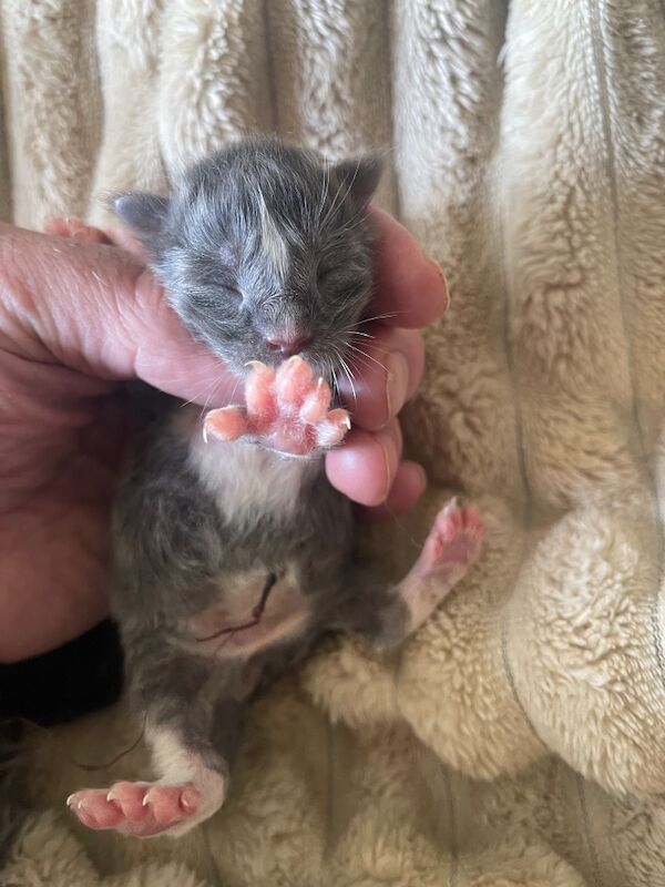 Tica Registered Polydactyl Maine Coons - Image 5 of 7