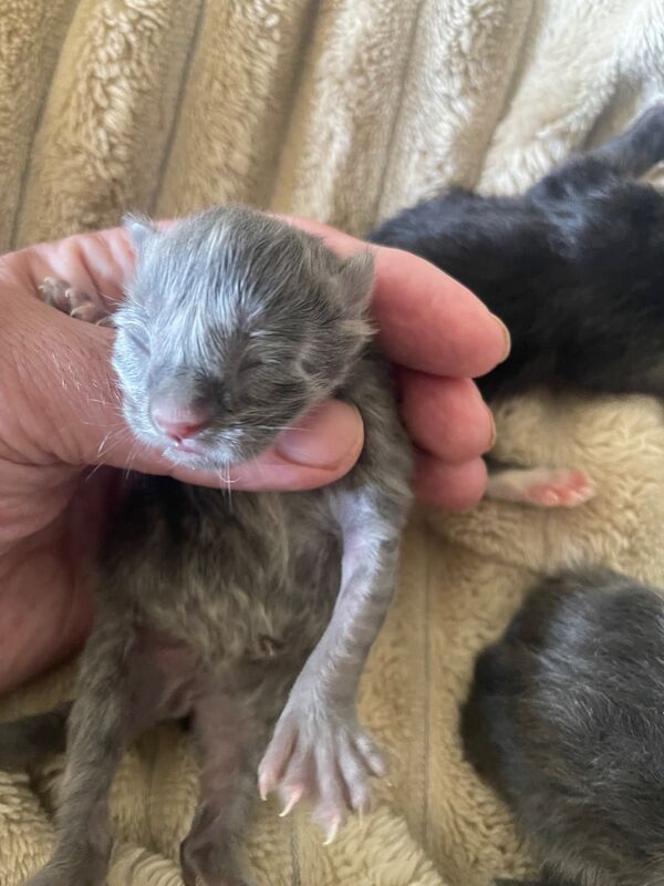 Tica Registered Polydactyl Maine Coons - Image 6 of 7