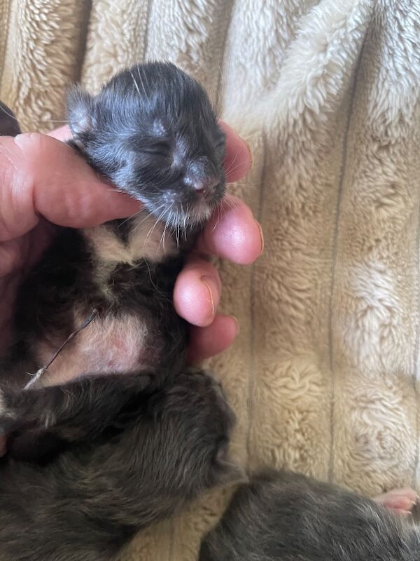 Tica Registered Polydactyl Maine Coons - Image 7 of 7