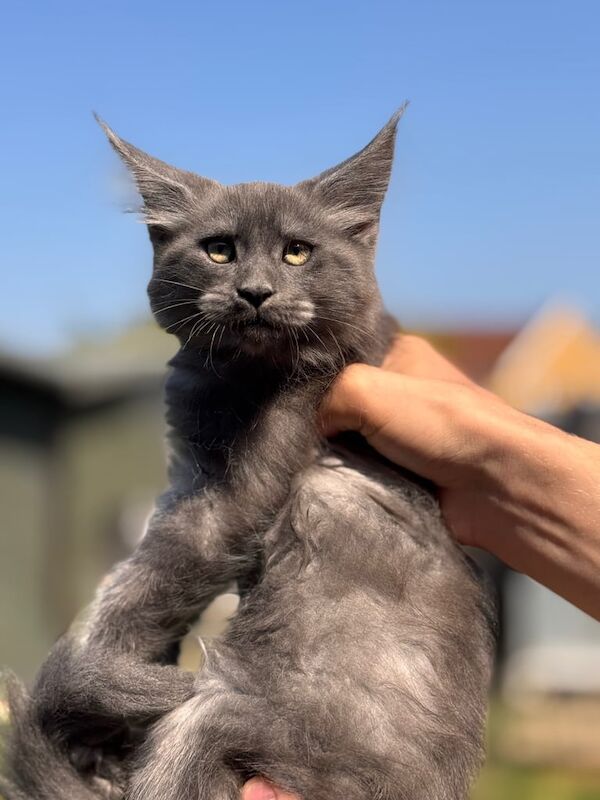 Maine Coon kittens for sale in Peterborough, Cambridgeshire – 9 weeks old