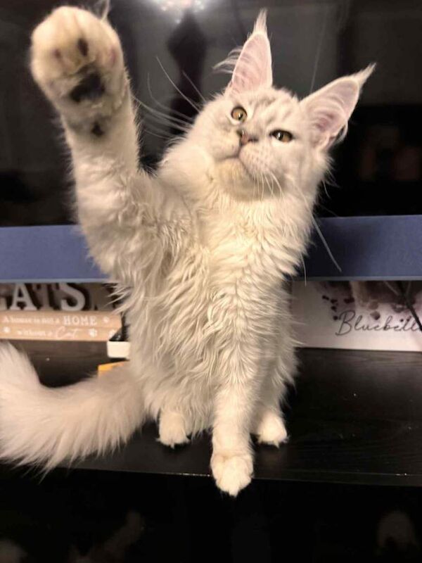 Maine Coon kittens for sale in Woodhall Spa, Lincolnshire β 4 months old - Image 2 of 3