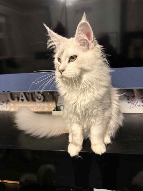 Maine Coon kittens for sale in Woodhall Spa, Lincolnshire β 4 months old - Image 3 of 3