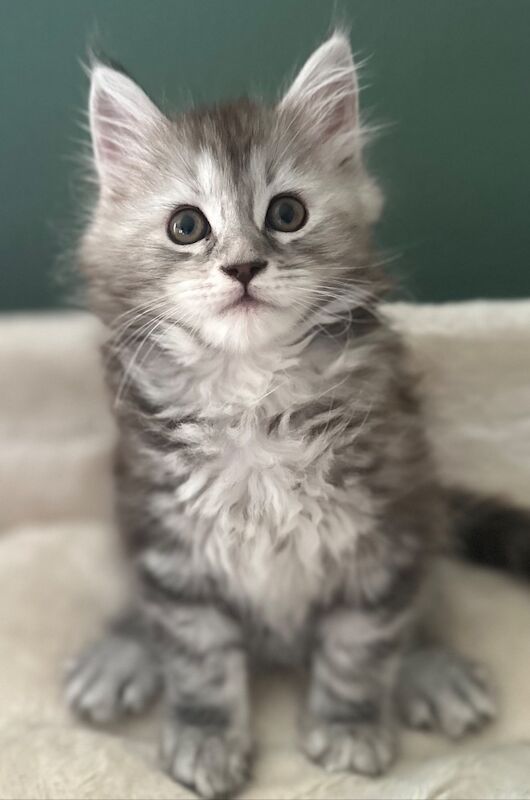 Tica & WCF Registered Kitten for sale in Brampton, Cumbria | Image 2
