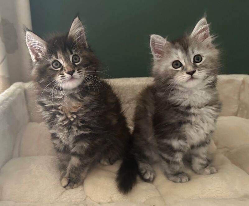 Tica & WCF Registered Kitten for sale in Brampton, Cumbria | Image 3
