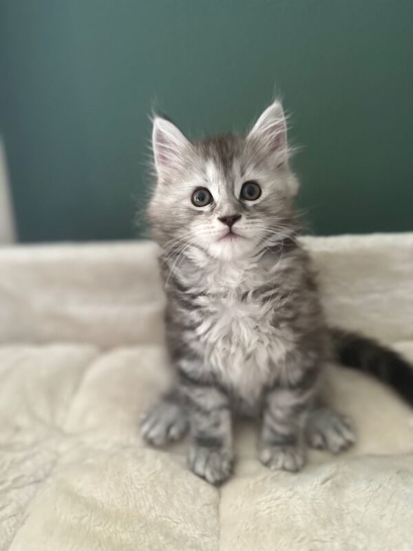 Tica & WCF Registered Kitten for sale in Brampton, Cumbria | Image 4