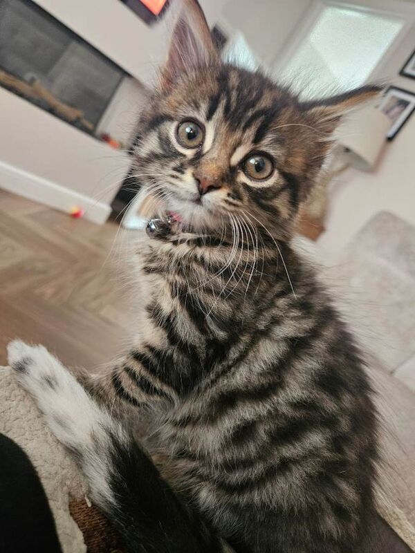 Tinkerbell is still looking for her forever home