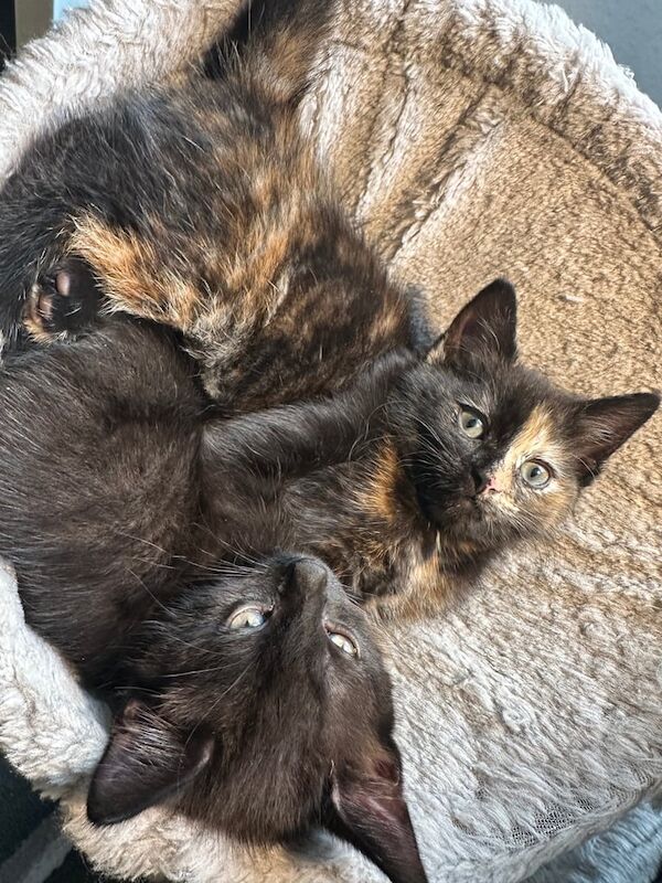 Tortoise Kittens Half Maine Coon/Half Russian Blue for sale in Sheffield, South Yorkshire