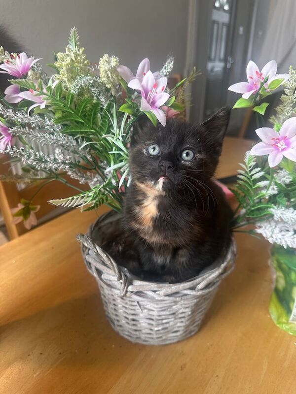 Tortoise Kittens Half Maine Coon/Half Russian Blue for sale in Sheffield, South Yorkshire | Image 2