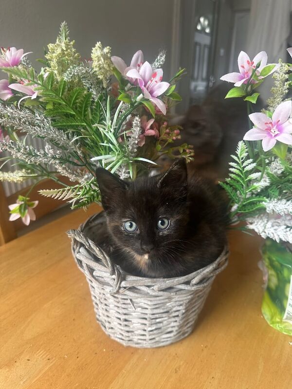 Tortoise Kittens Half Maine Coon/Half Russian Blue for sale in Sheffield, South Yorkshire - Image 3