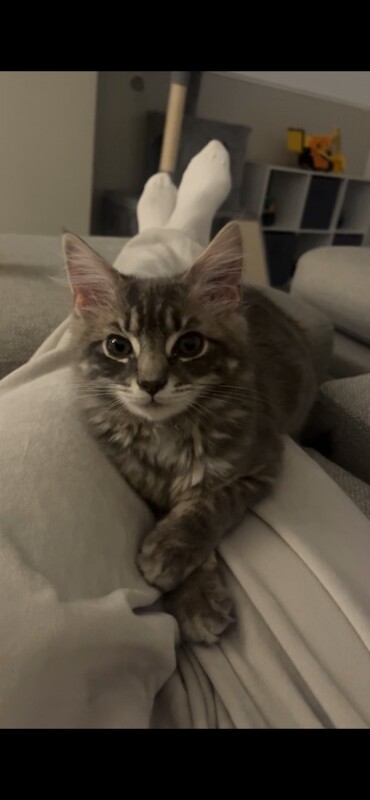 Maine Coon kittens for sale in Prestwick, Ayrshire and Arran – 3 months old