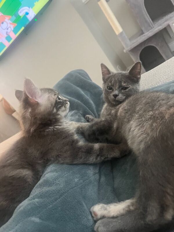 Maine Coon kittens for sale in Prestwick, Ayrshire and Arran – 3 months old - Image 2 of 4