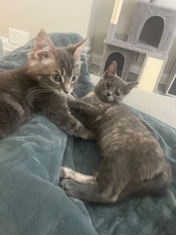 Maine Coon kittens for sale in Prestwick, Ayrshire and Arran – 3 months old - Image 3 of 4