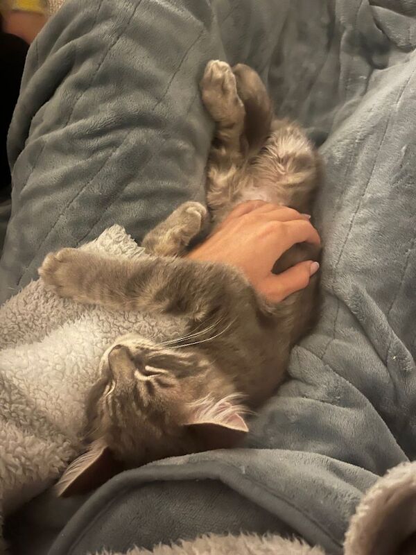 Maine Coon kittens for sale in Prestwick, Ayrshire and Arran – 3 months old - Image 4 of 4