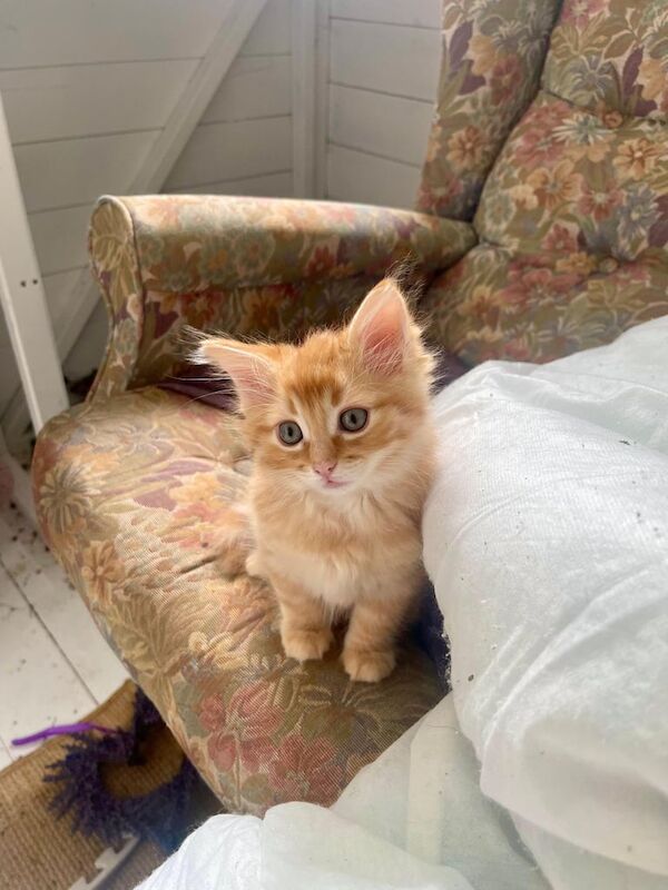 Maine Coon kittens for sale in Kirkcaldy, Fife – 9 weeks old