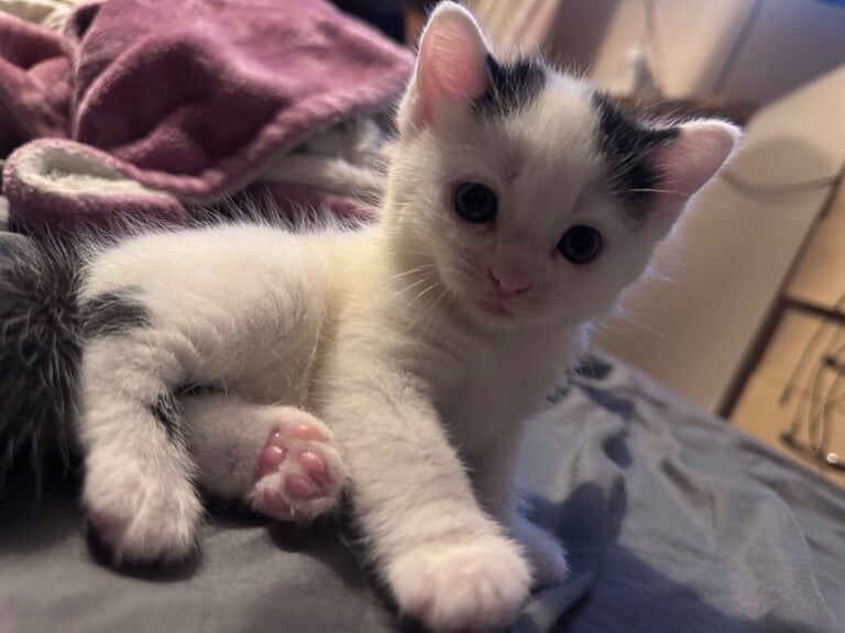 Maine Coon kittens for sale in Bury, Greater Manchester – 9 weeks old