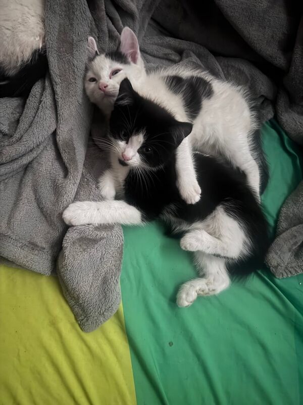 Two Male Maine coon cross ragdoll kittens - Image 2 of 3