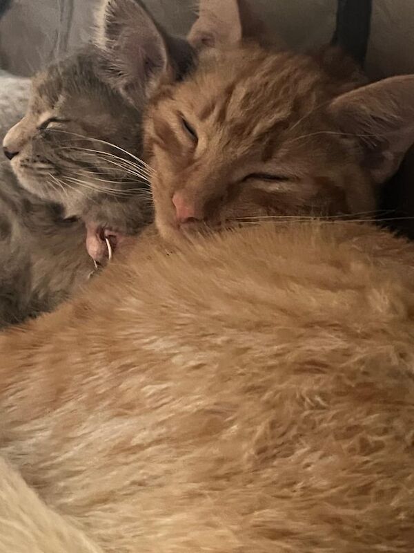Maine Coon kittens for sale in Elgin, Moray – 7 months old
