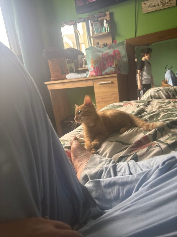 Maine Coon kittens for sale in Elgin, Moray – 7 months old - Image 2 of 5