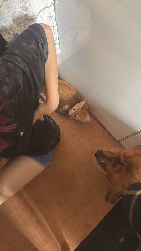 Maine Coon kittens for sale in Elgin, Moray – 7 months old - Image 3 of 5